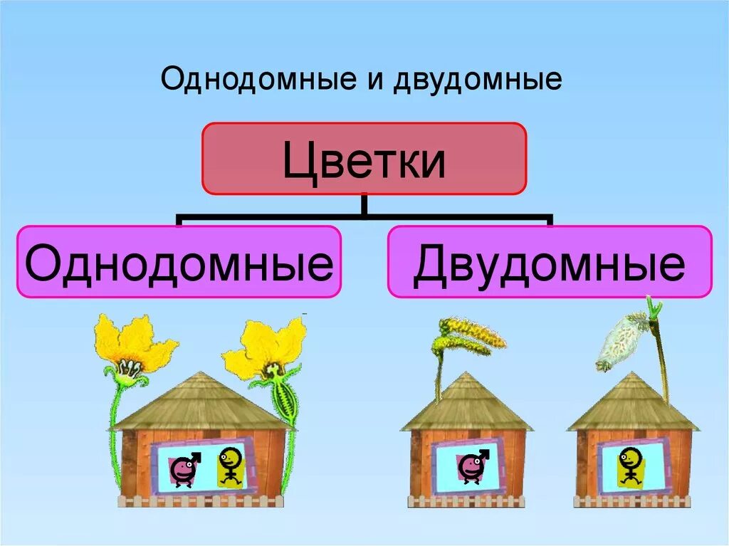 Обоеполые однодомные двудомные. Однодомные и двудомные растения. Однодомные и двудомные растения схема. Однодомные и двудомные цветки. Растения однодомные и двудомные биология 6 класс.