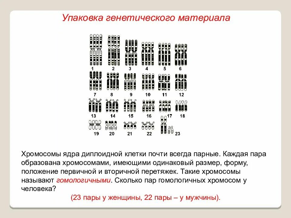 Хромосомные ядра. Организация наследственного материала в ядре. Организация генетического материала в ядре. Строение хромосом человека. Наследственный материал хромосомы