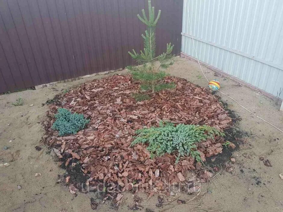 Мульчирование туи щепой. Мульча хвойная. Мульчирование клумбы щепой. Мульча лиственницы. Мульчирование.