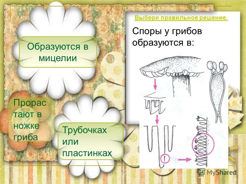 Прорастающие споры гриба. Споры грибов образуются. Как образуются споры у грибов. Споры гриба образуются. Где у гриба образуются споры.