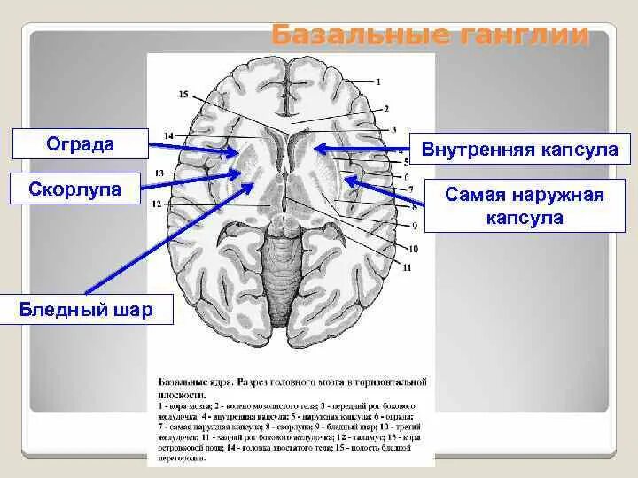 Базальные ганглии головного мозга анатомия. Строение базальных ганглиев. Подкорковые ганглии. Изменение в базальных отделах