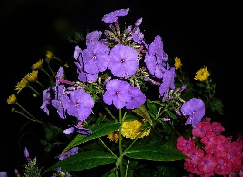 Залузианския ночной флокс. Ночной флокс. Ночной флокс. Флокс ночной семена. Ночной флокс.