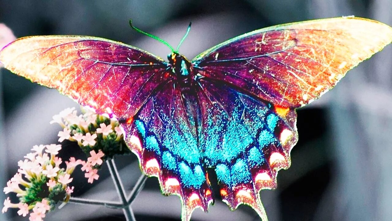 Название самых красивых бабочек. Горгеус бабочка. Бабочка Урания Мадагаскарская. Радужная анисовая бабочка-парусник. Яркие бабочки.