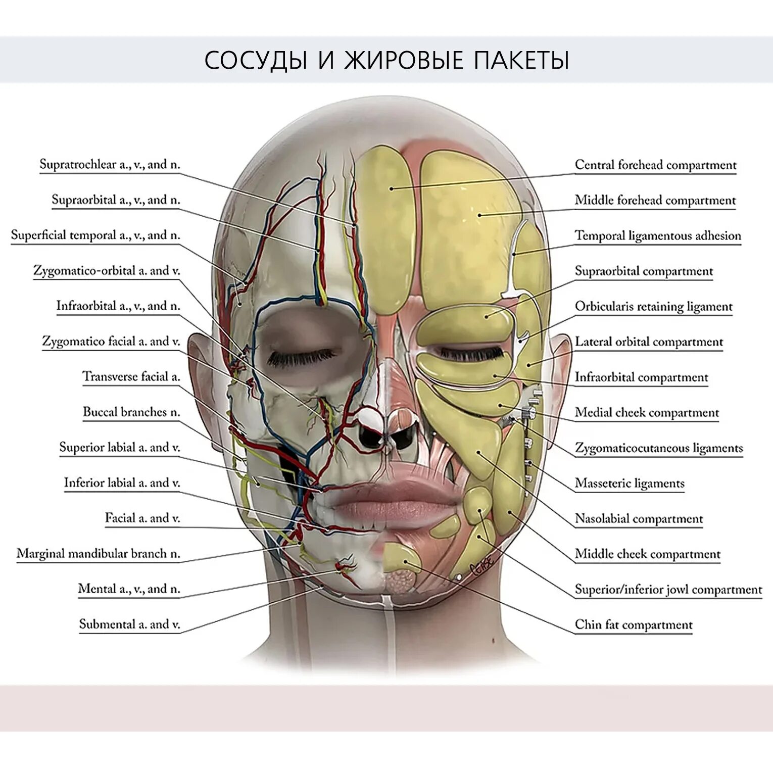 Хрящи головы