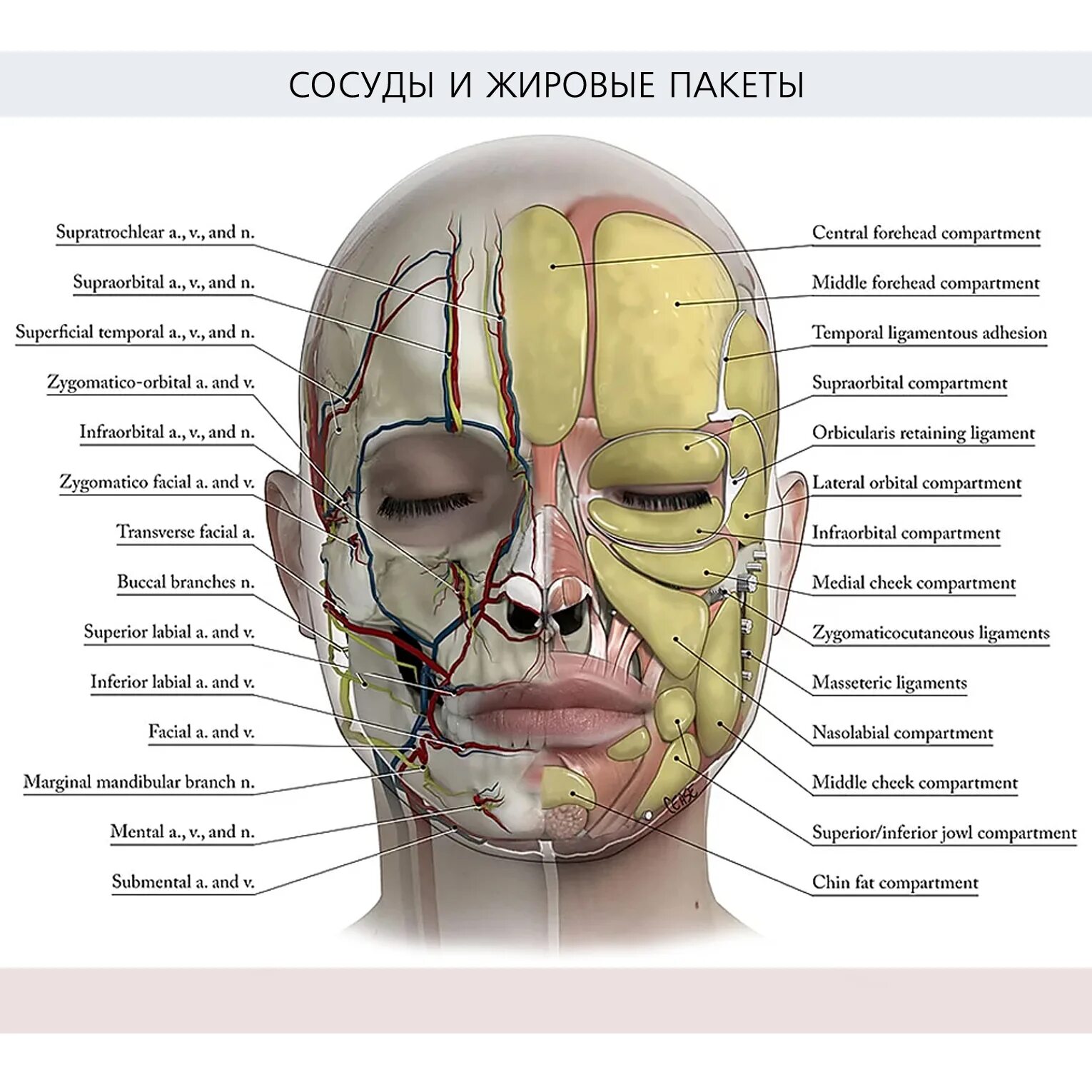 Ткани лба. Иннервация лица анатомия для косметологов. Жировые пакеты на лице анатомия. Дироаые пакеты на лице. Жировые пакеты лица для косметологов.