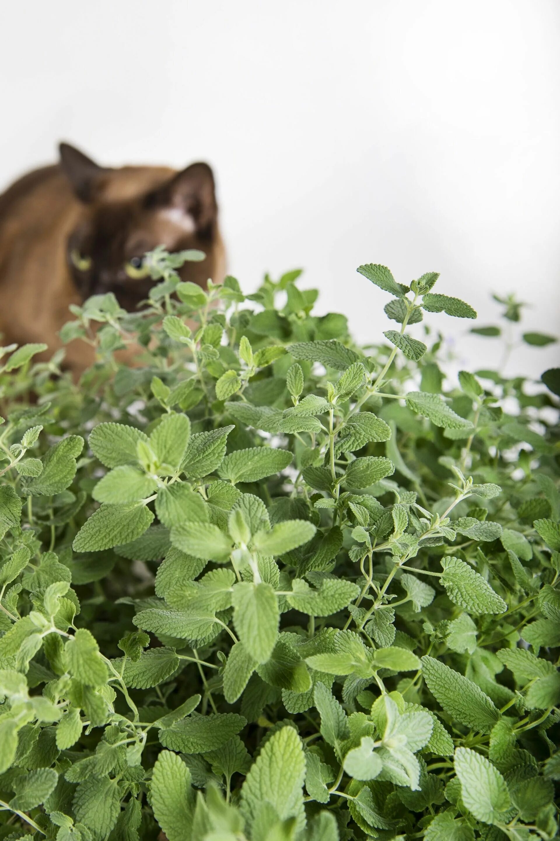 А мы пахнем кошачьей мятой и листвой. Котовник кошачий. Catnip Кошачья мята. Котовник кошачий (Nepeta cataria l.. Мята для котов.