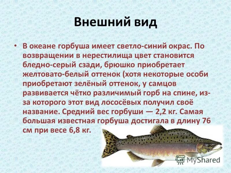 Почему горбуша горчит. Горбуша описание рыбы. Разновидность рыбы горбуши. Горбуша вид рыбы. Горбуша внешний вид.