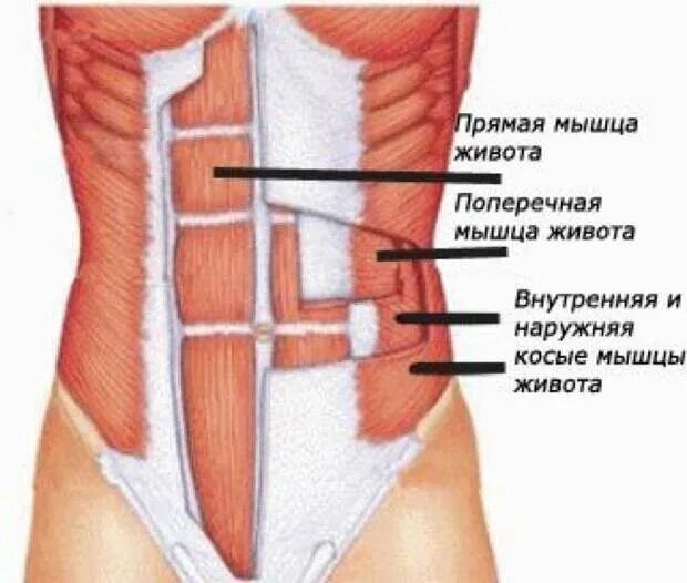 Прямая мышца живота (3 сухожильных перемычки). Прямая мышца живота анатомия. Внутренняя косая мышца живота. Прямые и поперечные мышцы живота.