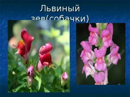 Львиный прилагательное