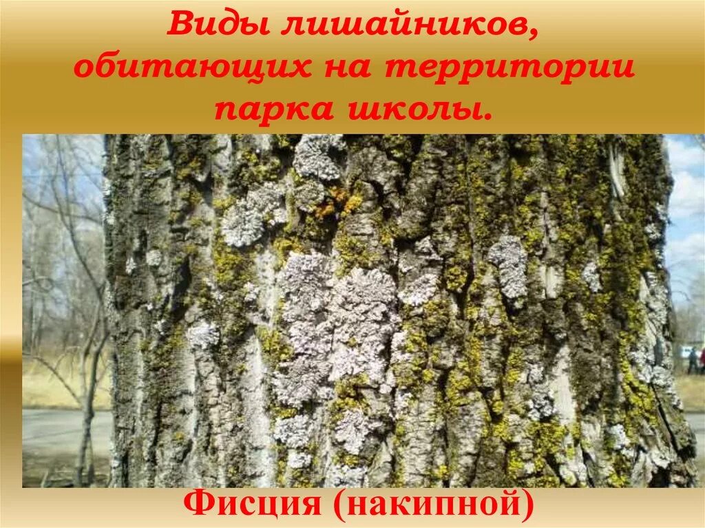 Каких лишайников нет. Лишайники виды. названия лишайников. типы лишайников накипные. видовые названия лишайников.