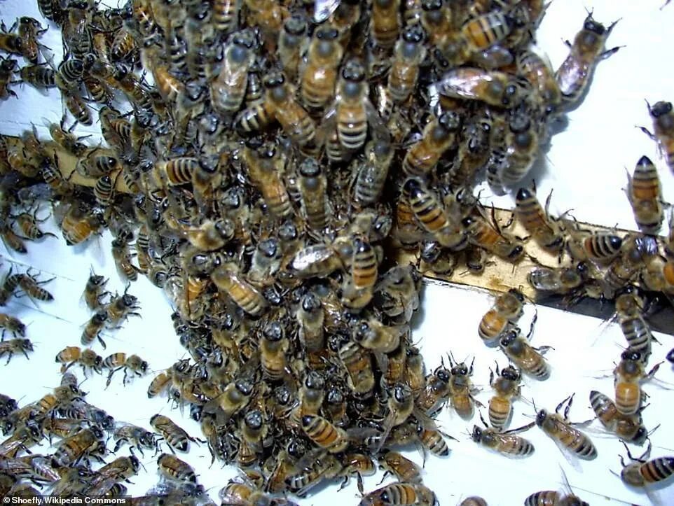 Различия пчел. Породы медоносных пчел. Пчеломатка среднерусской породы. Итальянская пчеломатка. Среднерусская пчела Рой.