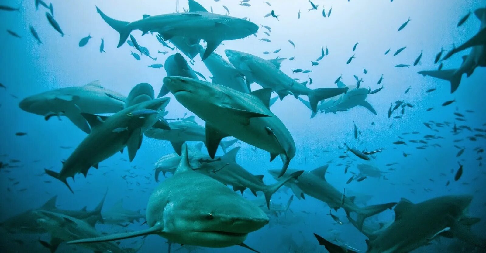 Акулы всегда в движении. Большая белая акула (great white shark). Большая белая акула (carcharodon carcharias). Тигровая акула и человек. Мадагаскарская острозубая акула.