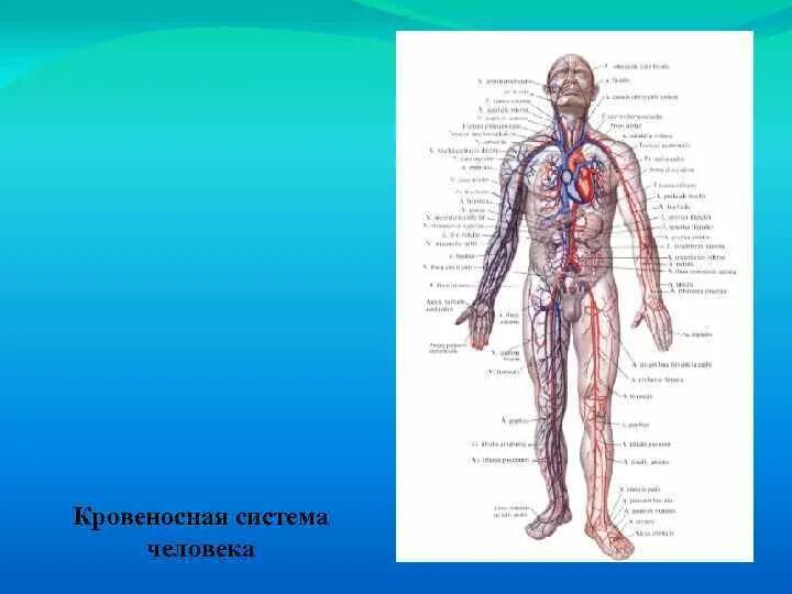 План рассказа кровеносная система человека 4. Сообщение о кровеносной системе. Проект строение и работа сердца актуальность. Топ 5 вопросов про кровеносную систему 4 класс. Кровеносная система человека схема 3 класс окружающий мир.