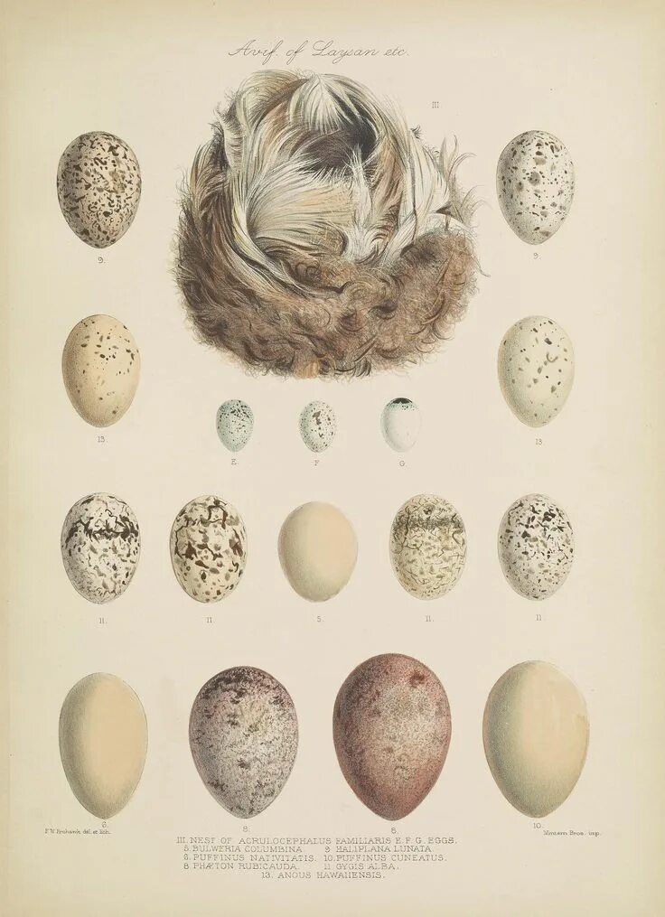 Окаменевшая кладка яиц динозавров. The earliest eggs were. Окаменелое яйцо динозавра. Окаменелое яйцо динозавра. The earliest eggs were.