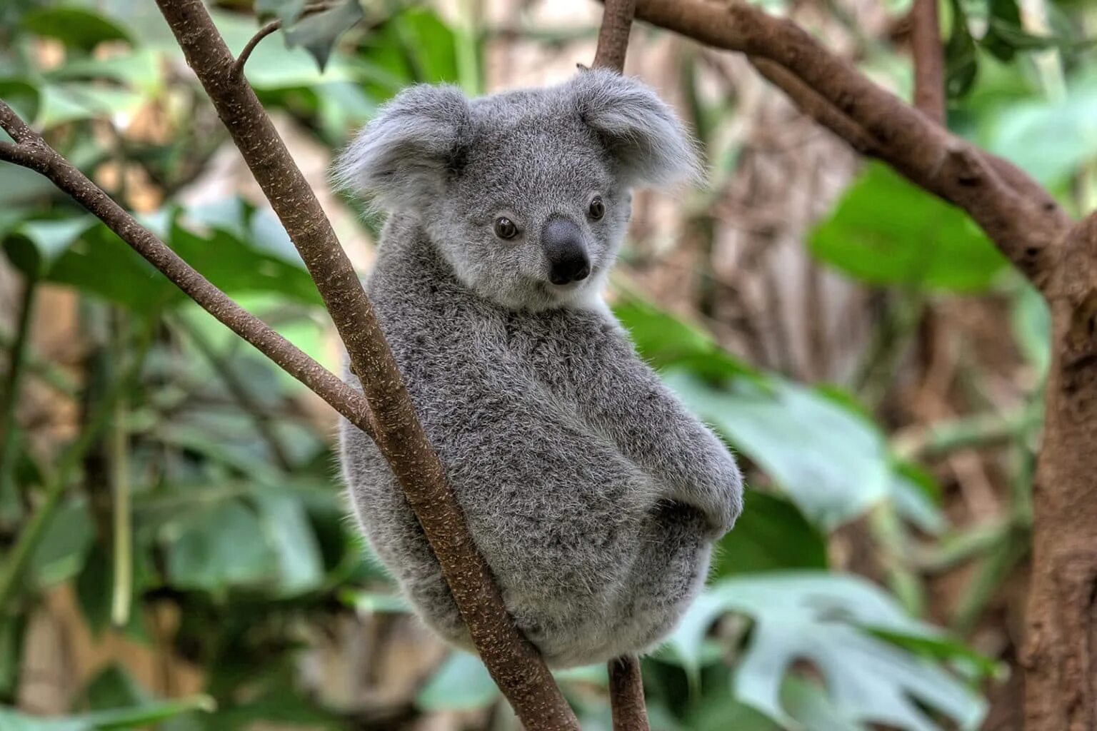 Факты о коалах. Мишка коала. Маленькая коала. Грустная коала. Маленькие грустные коалы.