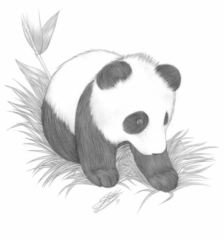 Panda Photo Drawing - Printable Learn Templates
