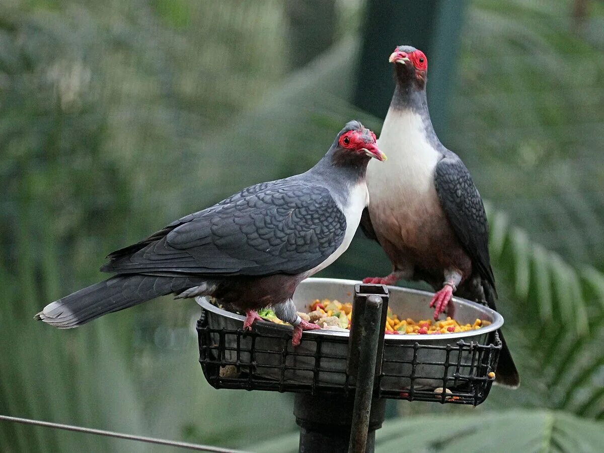 Новогвинейский горный голубь. Горные голуби птица. Новогвинейские птицы. Голубь горн.