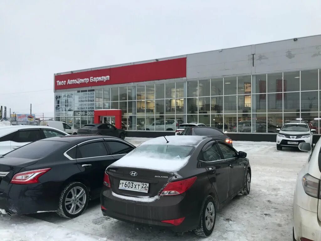 тисс ягодный (taxus baccata. автосалон г. тисс барнаул. тисс средний хикси. автоцентр на дубровке.