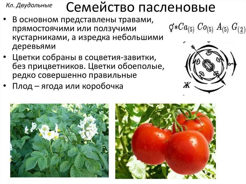 Растения семейства пасленовых ответ. Семейство пасленовых томат формула. Семейство двудольных семейство Пасленовые. Характеристика семейства Пасленовые. Двудольные семейство Паслёновые.
