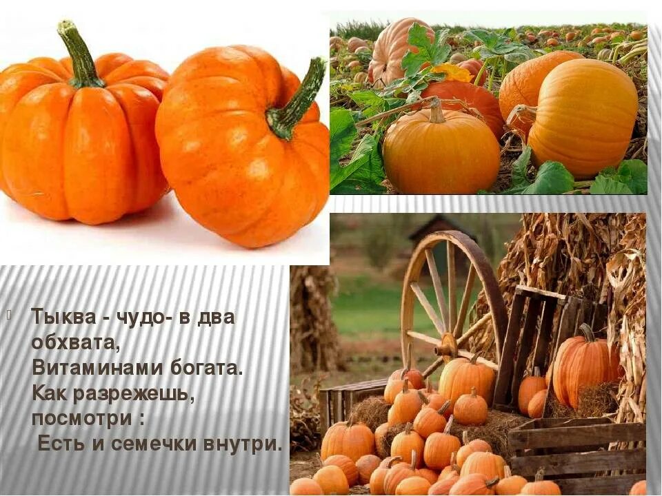 Тыква полезные витамины. Тыква микроэлементы. витамины в тыкве. полезные витамины в тыкве. тыквенные овощи с названием.