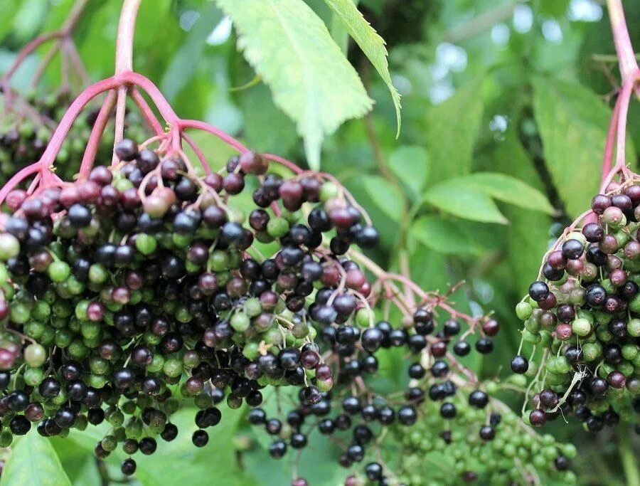 Бузина черная сорта. Бузина чёрная съедобная. Бузина черная гроздь. Бузина чѐрная (Sambucus nigra l.);. Бузина черная дерево.