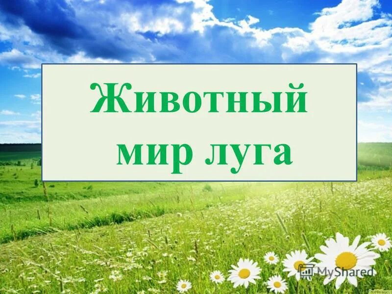 Луг природное сообщество 3 класс презентация. Растительный мир Луга. Животный мир Луга. Животный мир на лугах Башкортостана. Экомир Луга.