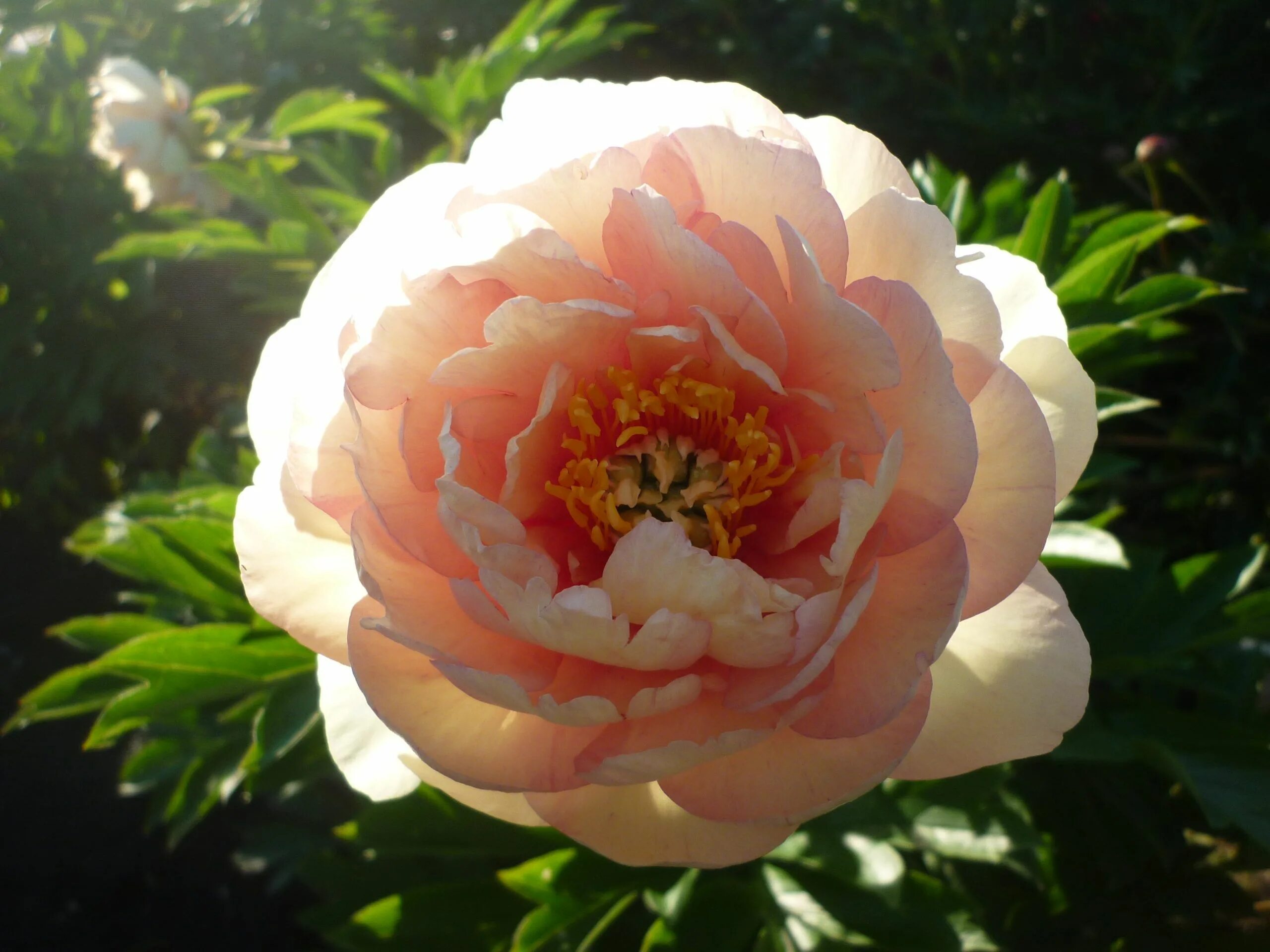 Пион андерсонс калейдоскоп. Пион кенари бриллиантс. Пион канари бриллиантс. Пион канари бриллиантс. Пион canary.