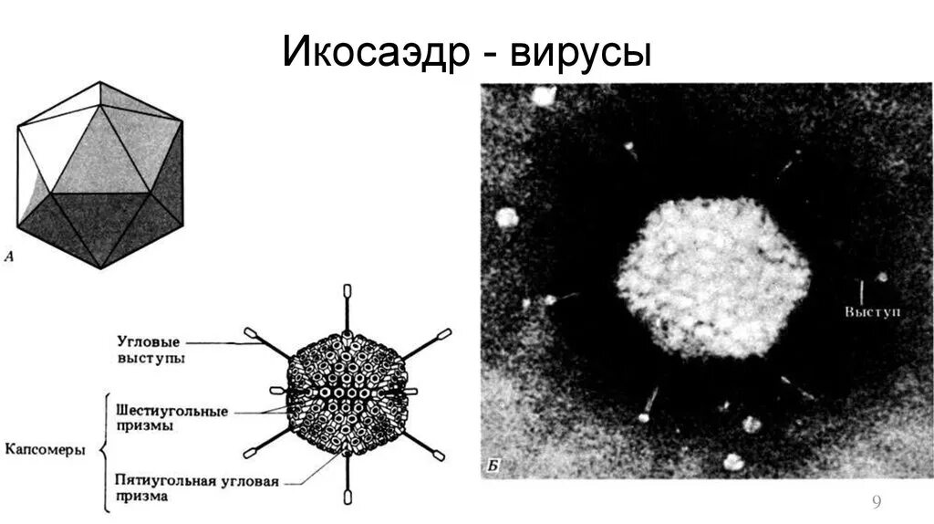 Геометрическая форма частицы. Строение вируса икосаэдр. Аденовирус строение вируса. Икосаэдрический капсид вируса. Аденовирус икосаэдр.