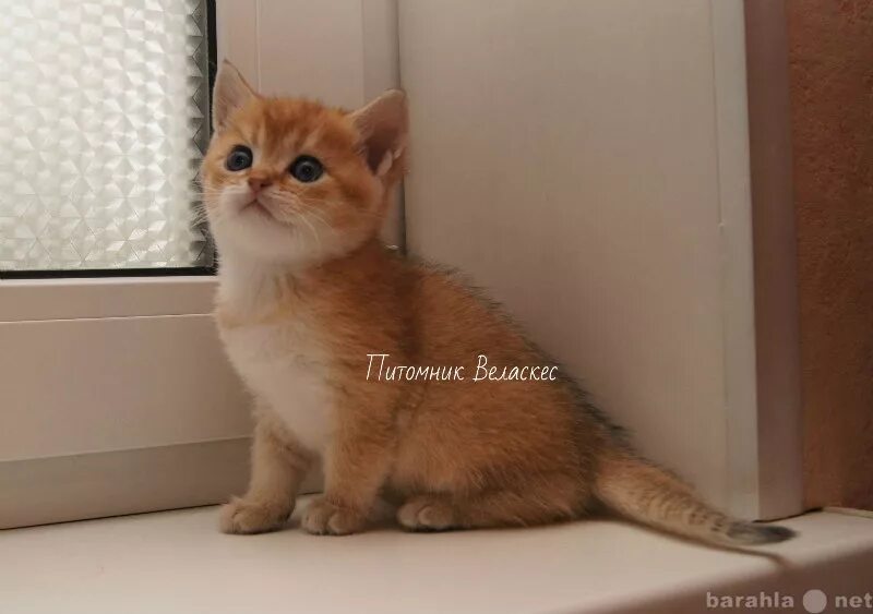 Золотые шиншиллы воронеж. Британская золотая шиншилла. Золотые шиншиллы воронеж. Золотые шиншиллы воронеж. Золотые шиншиллы воронеж.