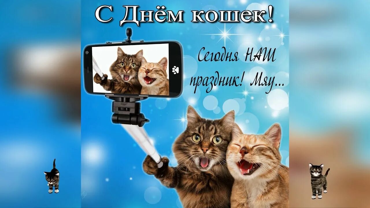 Всемирный день кошек поздравления. Всемирный день кошек. Всемирный день кошек 8 августа. День кошек открытки.