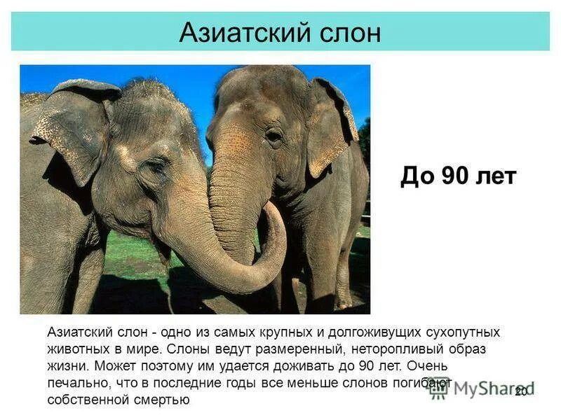 Слон содержание. Характеристика слона. Описать слона. Описание слона. Рассказать про слона.