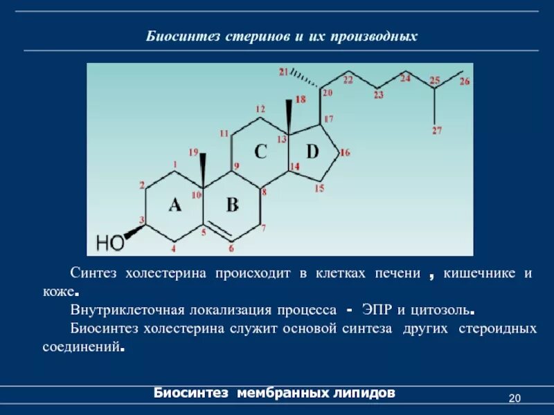 Биосинтез холестерола биохимия. Синтез холестерола локализация. Биосинтез холестерина локализация. Синтез витаминов в коже