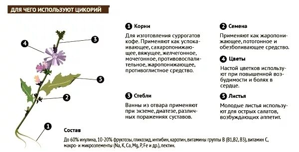 Можно ли при поджелудочной пить цикорий