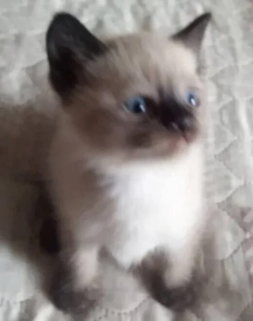 Котята в добрые руки в энгельсе. Отдаются котята. котенок был такой прекрасный котенок был.