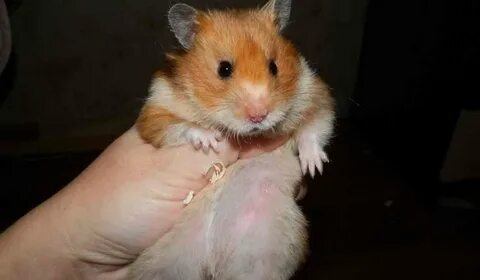 Хомяки сирийские самцы