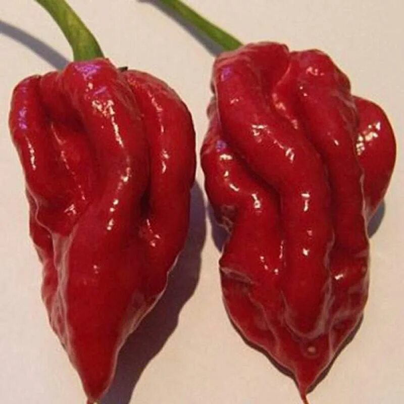 Как называется самый острый в мире перец. Naga viper перец. naga viper chocolate перец. перец острый нага морич. перец нага морич белый.