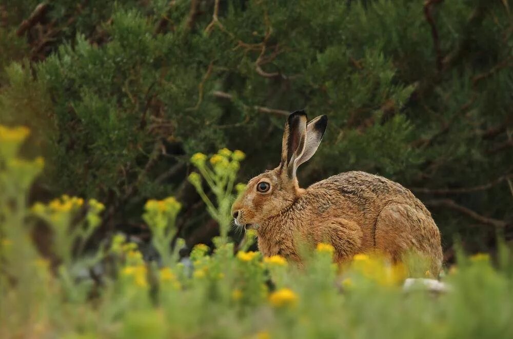 Заяц Русак (Lepus europaeus). Ракитниковый заяц. Заяц Русак питание. Чернохвостый калифорнийский заяц. Зайцы живут под