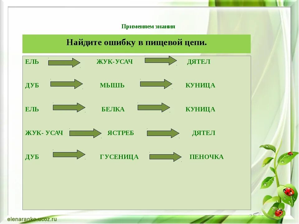 Цепь питания характерно для леса