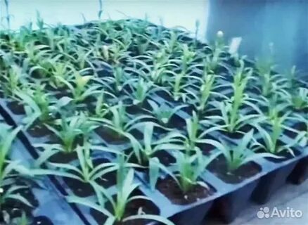 В оранжерее были срезаны гвоздики белых