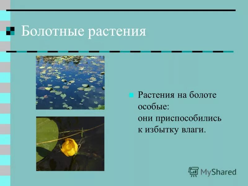 Приспособленность болот. Приспособления растений в болоте. Адаптации растений к болотам. Приспособления растений к жизни на болоте. Приспособленность растений в болоте.