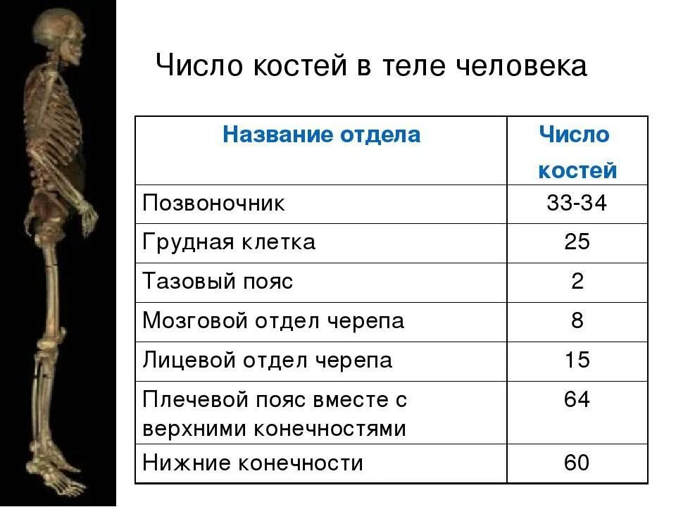 Сколько отделов скелета. Название костей по отделам. Название человеческих костей. Кости человека и их названия с отделами. Число костей в скелете по отделам.