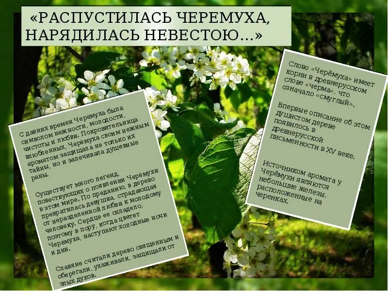 Белая черемуха весны песня текст. Белая черемуха весны песня текст. Черемуху душистую есенина. Белая черемуха стих. Черёмуха белая текст.