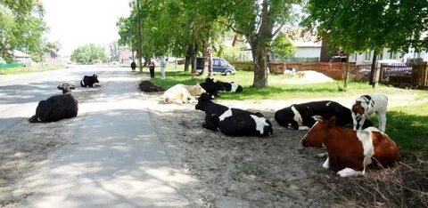 Корова гуляла