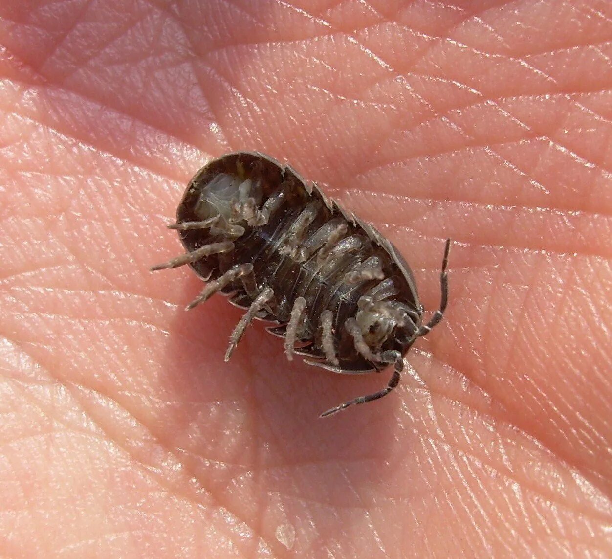 Мокрицы Armadillidium vulgare. Мокрица чешуйница. Мокрица обыкновенная насекомое. Панцирная мокрица. Мокрица маленькая