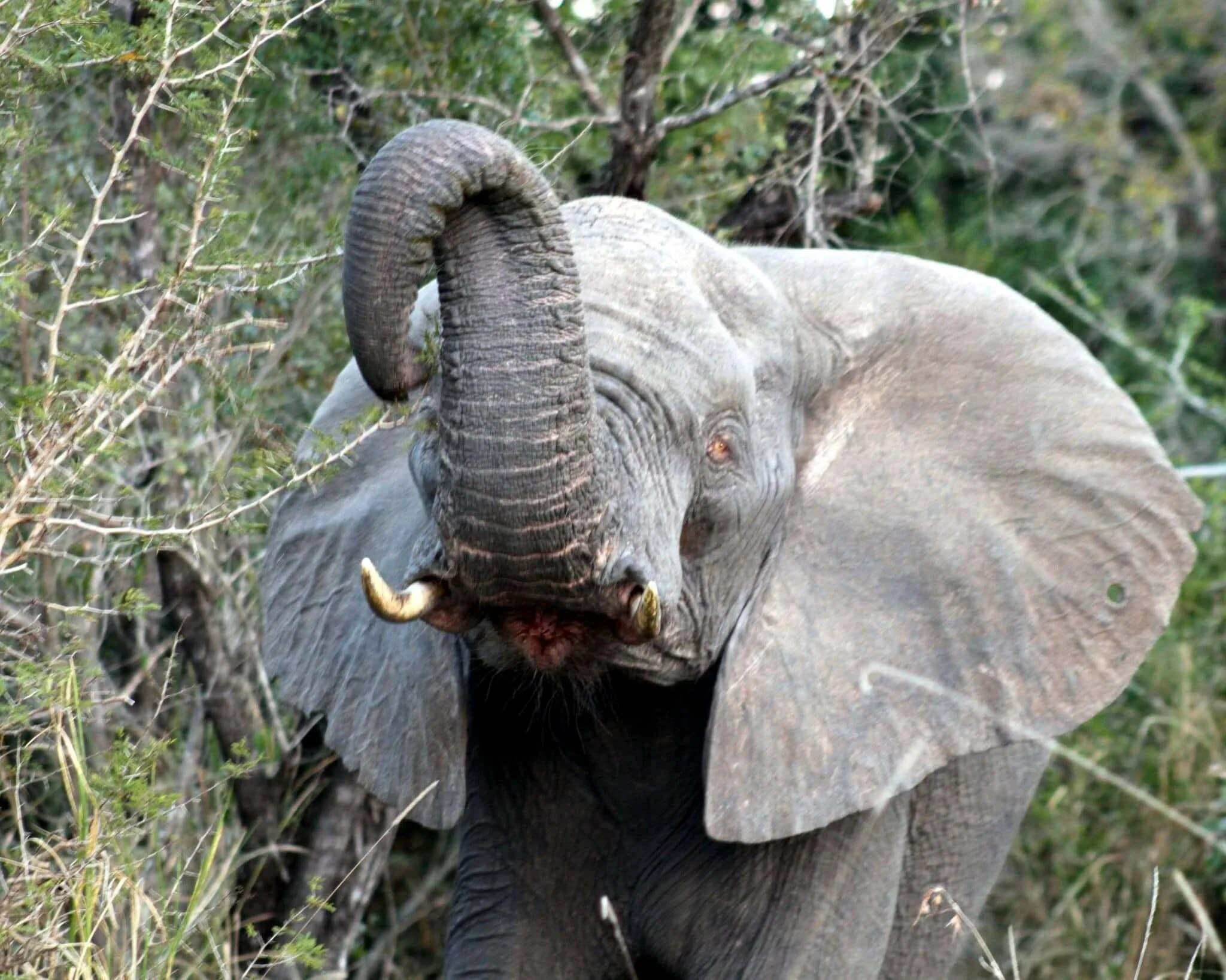 Elephant bird. Слон альбинос. Слоны альбиносы. Слоненок альбинос. Белый слон альбинос.