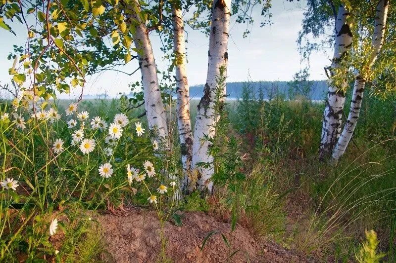 Березово-Ромашковая Русь. Березовая роща и Ромашковое поле. У реки Березка скромница и ромашковый бугор. Заболоцкий Березовая роща. Березки ромашки