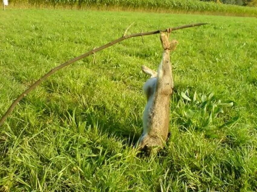 Задания с ежиком. Заяц на ловле. Заяц ловит рыбу. Басни крылова про зайца. Заяц на ловле басня.