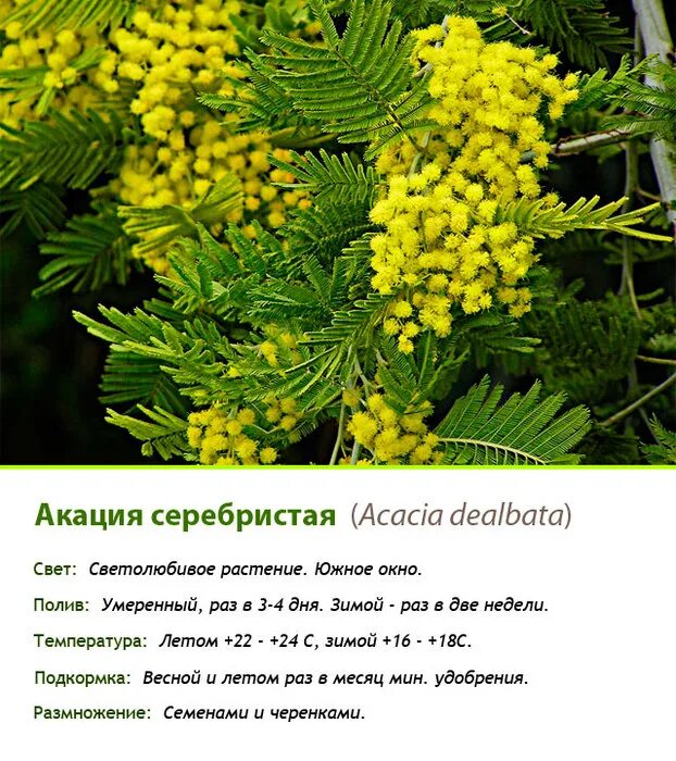 Цинга куцый овцы акация. Цинга куцый акация. Листья акации семена. Цинга корень слова. Цинга куцый акация.
