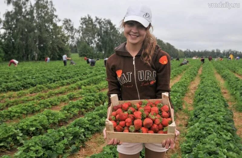 Сборщик ягод. Сбор клубники в финляндии. Сезонные работники. Подработка сбор ягод. Поле клубники.