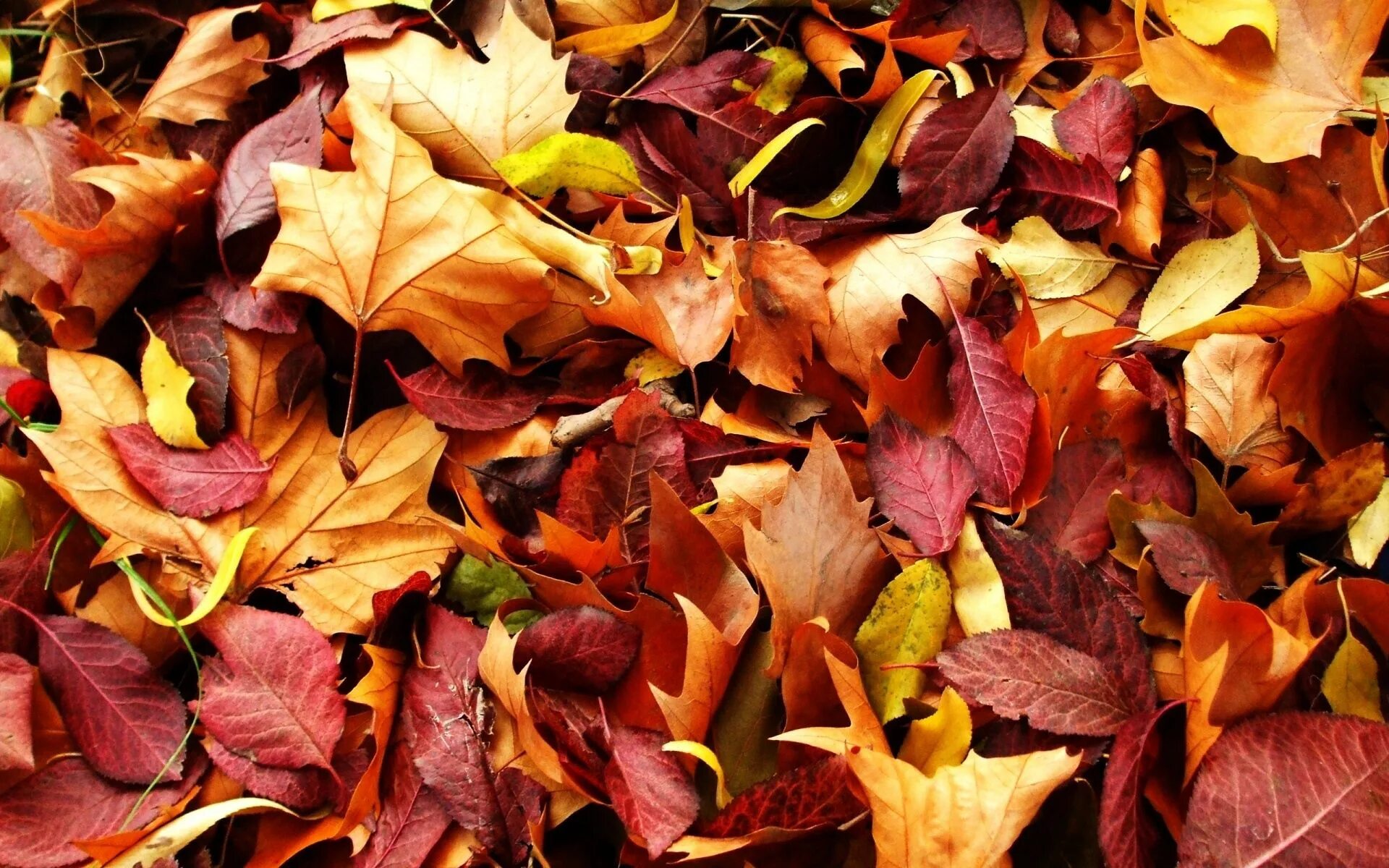 Опавшие листья книга. Осень листья. Осенняя листва. Лис осень. Желтый лист.